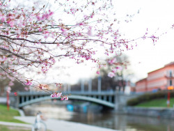 cherry-blossoms-by-river-aura-photo-by-heikki-raisanen_drupal.jpg