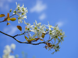kirsikkapuu.jpg