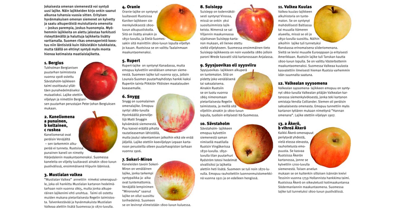 Kuvassa värikkäitä omenia sekä tekstiä lajikkeista ja niiden käytöstä.