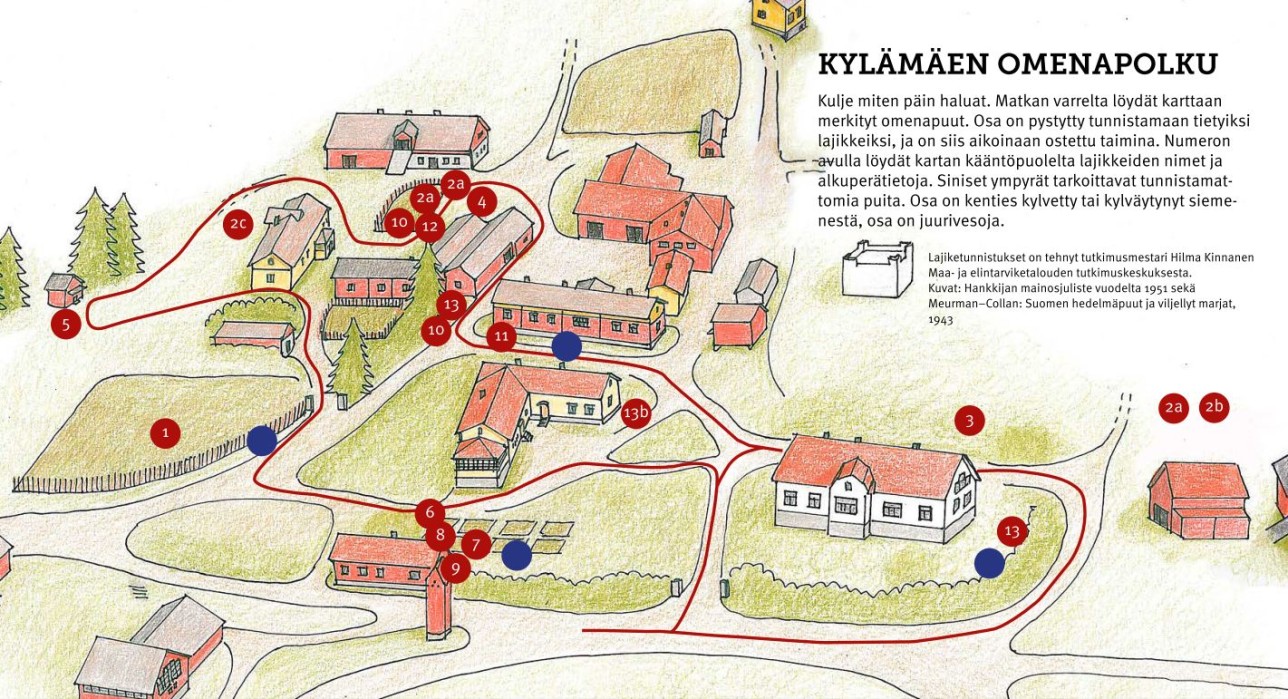 Piirretty kartta Kuralan Kylämäen alueesta. Karttaan on merkitty omenapuiden sijainnit.