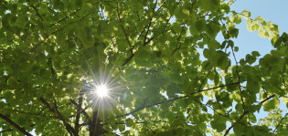 Kuvassa puu, jonka lehtien lomasta paistaa auringon säde
