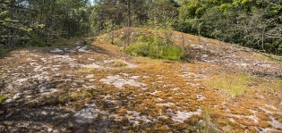 Valokuva, jossa etualalla on avokalliota ja taustalla metsää.