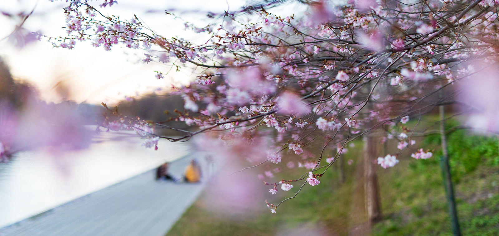 Kirsikankukat Aurajoen rannassa keväällä 2020.