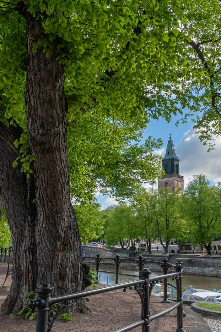 Lehmus Aurajoen rannalla. Taustalla Tuomiokirkko. (Kuva: KMG)