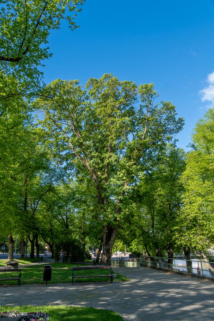 Suuri vaahtera. (Kuva: KMG)
