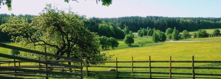 Kohmon kaupunkiluontomaisema. Kuva on vihreänsävyinen ja siinä näkyy avaraa peltomaisemaa, jonka taustall aon metsää. (Kuva: Samuli Lilja)