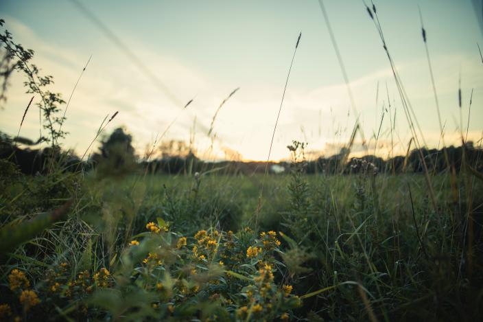 Kuvassa näkyy vehreä kukkaketo ja ilta-aurinko laskee taustalle.  (Kuva: Jonne Mattila)