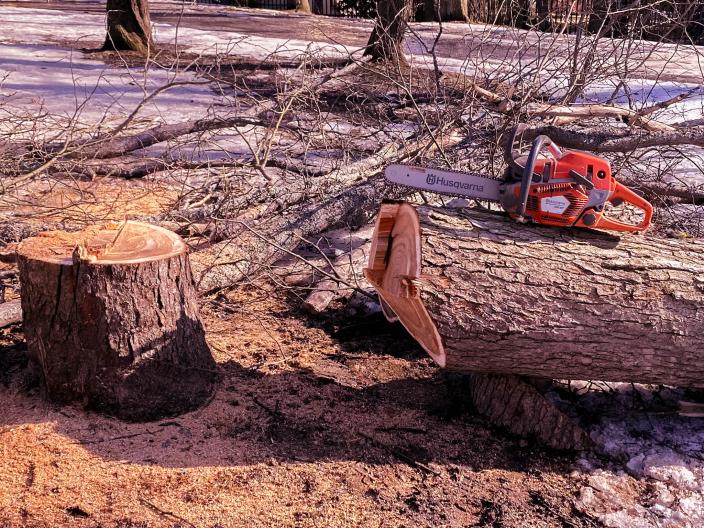 Kuvassa kaadettu puu ja moottorisara Vartiovuorenpuistossa (Kuva: Joel Karlsson)