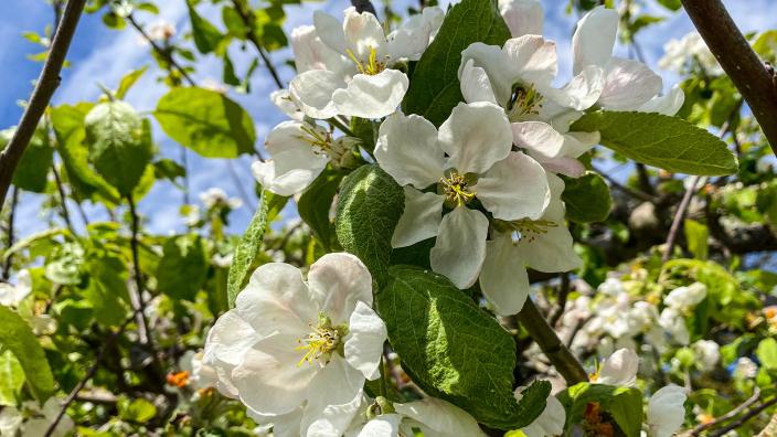 Valkoisia omenankukkia. (Picture: Joel Karlsson)