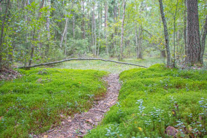 Kapeaa polkua ympäröi sammalmatto. Polun päässä on ohut kaatunut puu. (Kuva: Joel Karlsson)