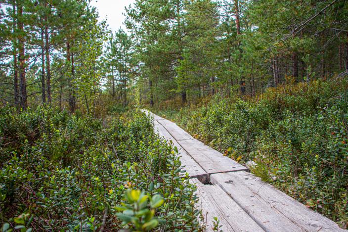 Pitkospuut Pomponrahkan luontopolulla.  (Kuva: Joel Karlsson)