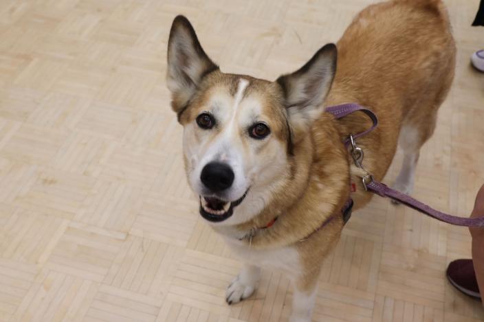 Iloinen koira sisätiloissa.  (Kuva: Oona Kokko)