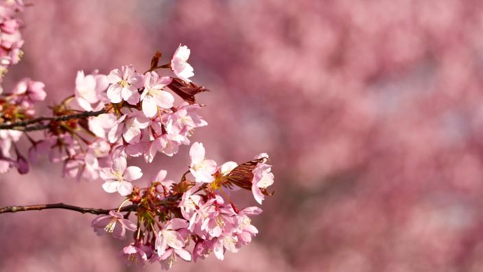 Kirsikankukat. (Kuva: Jonne Linna-alho)