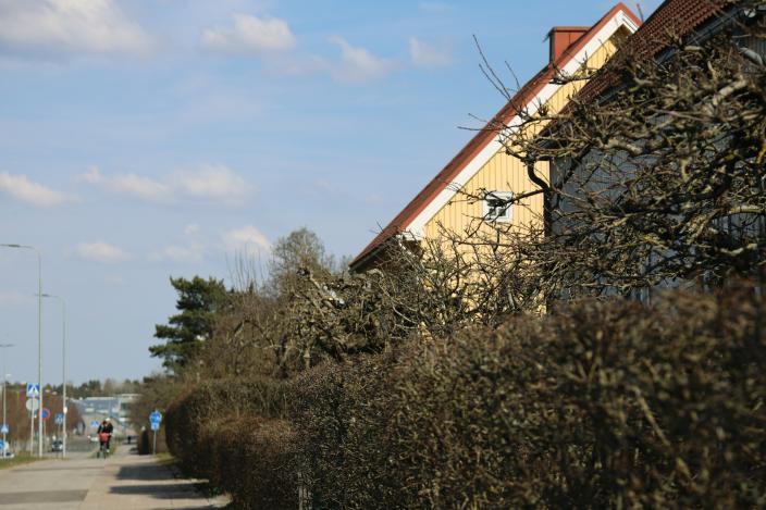 En lövfri buskavel vid gatans kant (Foto: Matilda Koivisto)