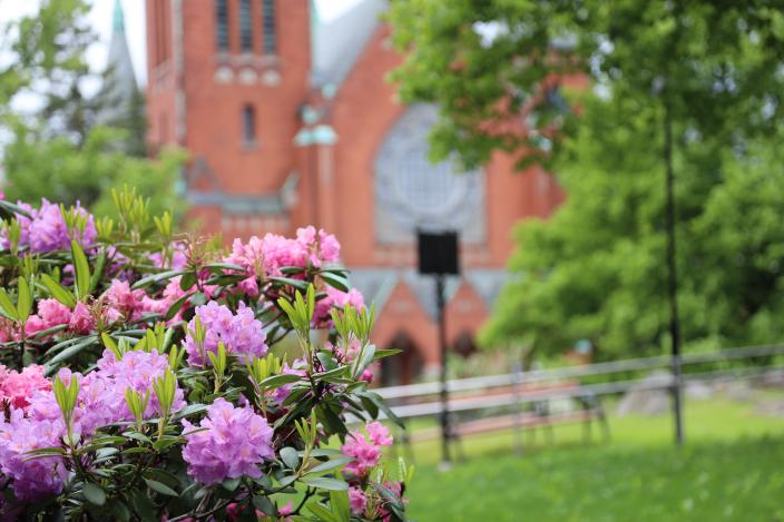 Mannerheiminpuistossa kukkivat pensaat ja uudistetut istutukset. (Kuva: Risto Lahtinen)