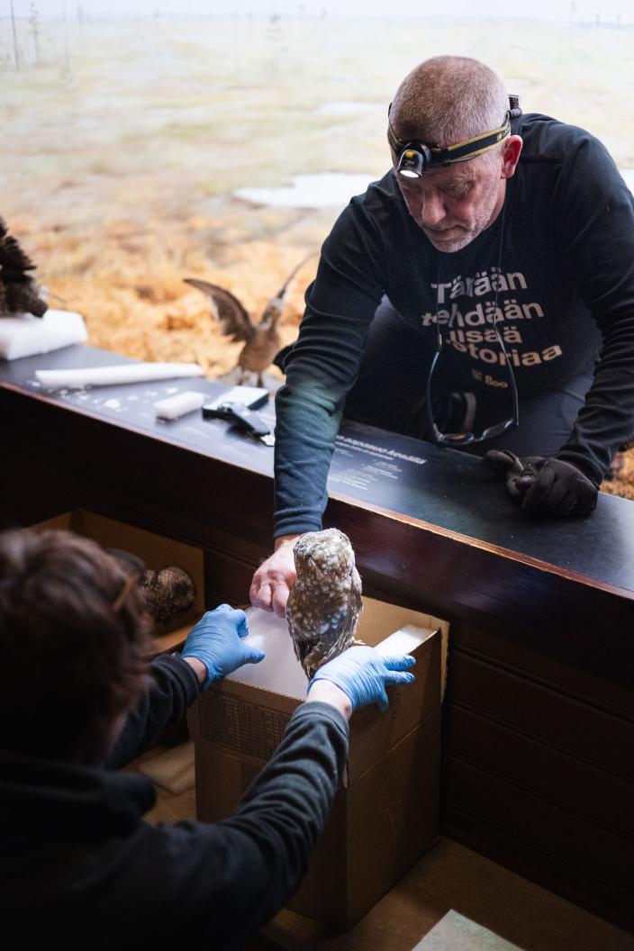 Kaksi museotyöntekijää siirtämässä täyttetyjä eläimiä näyttelytiloista varastoon. (Kuva: Ville Mäkilä, Turun kaupunginmuseo)