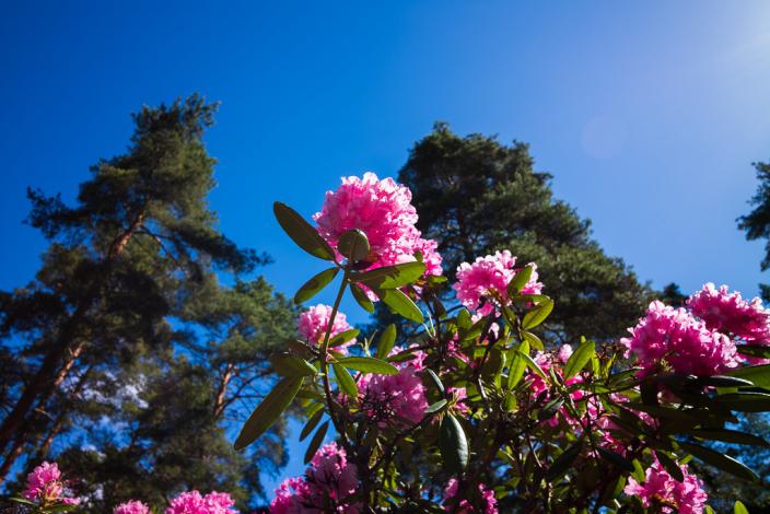 Kuva alppiruusuista. (Kuva: Marko Vallius)