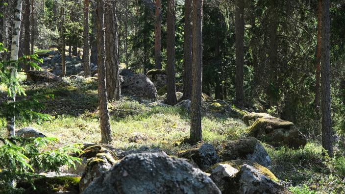 Metsäinen maisema. (Kuva: Turun kaupunginmuseo)
