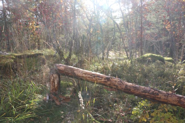 Kaatunut puu. (Foto: Anna Paulus)