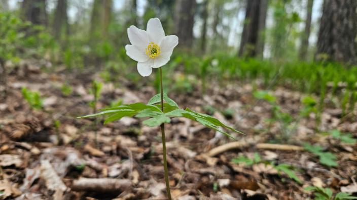Skanssin biodiversiteettipuiston luonto herää kevääseen, kuvassa näkyy valkovuokko. (Kuva: Selina Raunio)