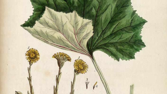 Kuva leskenlehdestä A Curious Herbal -kasvikirjasta vuodelta 1737.