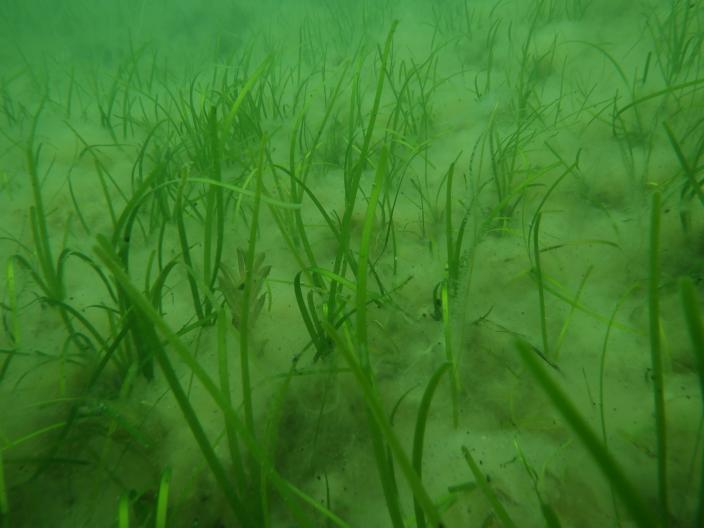 Merenpohjassa heinämaista vihreää kasvillisuutta. (Kuva: Essi Keskinen / Metsähallitus)