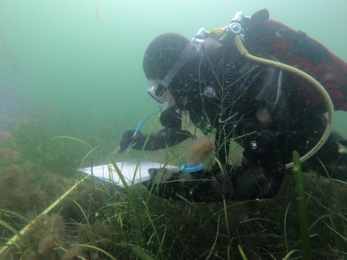 sukeltaja tutkii vedenalaista luontoa. Vesi on sakeaa.  (Kuva: Sara Valli)