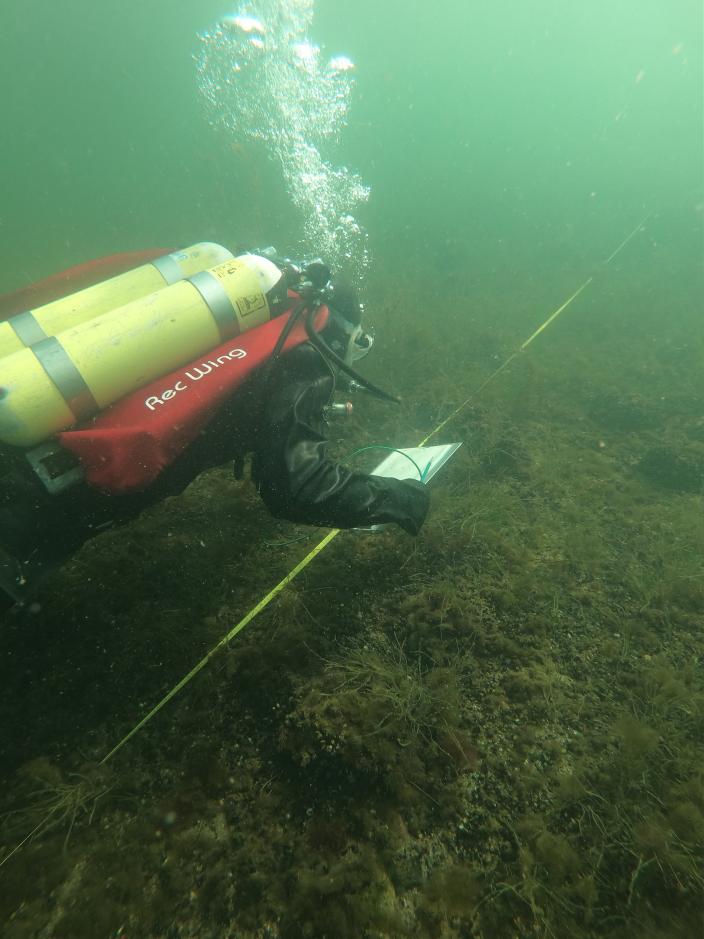 Sukeltaja veden alla. Vesi on sakeaa. (Kuva: Sara Valli)