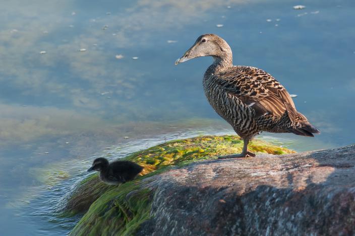 Aikuinen, ruskea vesilintu ja sen poikanen vedenrajassa kivellä. (Kuva: Ari Kuusela)