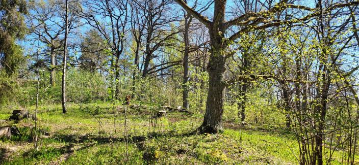 Hoidettua keväänvihreää tammimetsää auringossa. (Kuva: Timo Vahala)