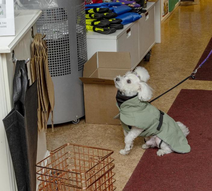 Vihreään mantteliin pukeutunut pieni valkoinen koira odottaa nätisti myymälän kassan edessä. (Kuva: Rosa Huuska)