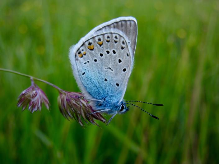 Sinertävä perhonen kukassa nurmikolla. (Kuva: Emma Kosonen)