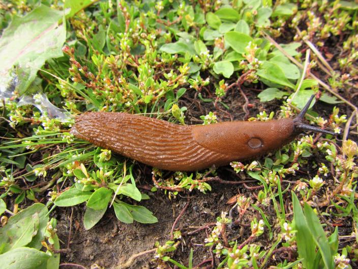 Espanjansiruetana. (Kuva: Emma Kosonen)