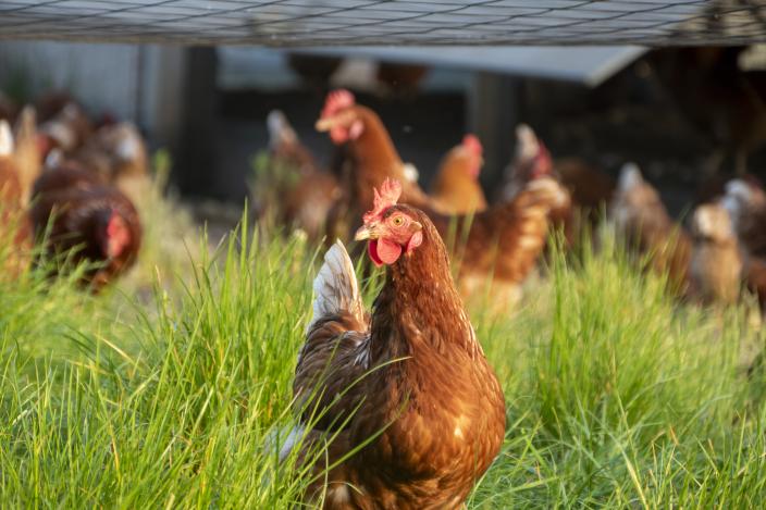 Kanoja kävelee nurmikolla (Kuva: iStock)