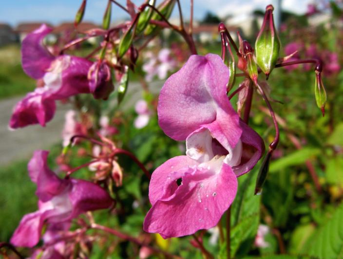 Jättibalsamin kukka. (Kuva: Emma Kosonen)