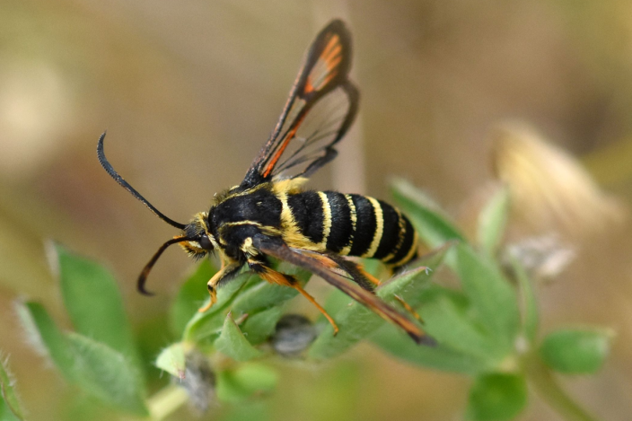 keltamusta, siivekäs hyönteinen vihreällä lehdellä. (Kuva: Terhi Hirvikoski)