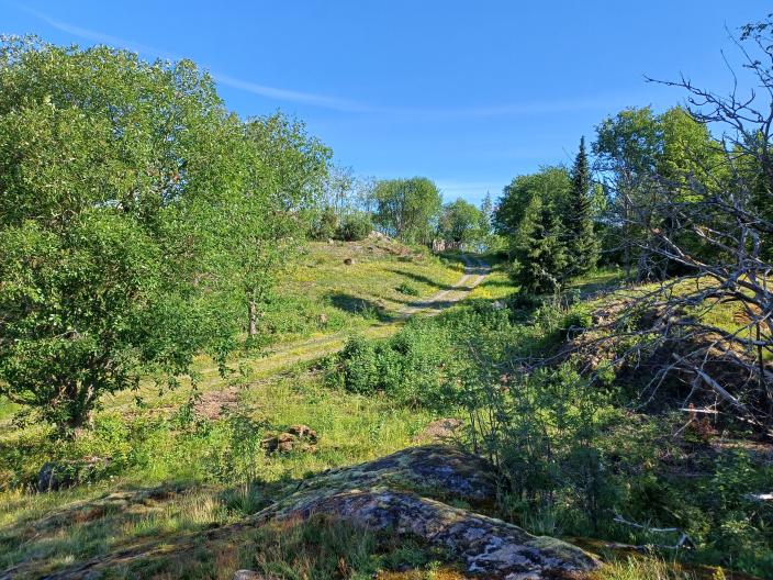Hiekkatie nousee mäen päälle. Etualalla on kalliota. Maisemassa on vehreitä puita ja pensaita. (Kuva: Tarja Marsh )