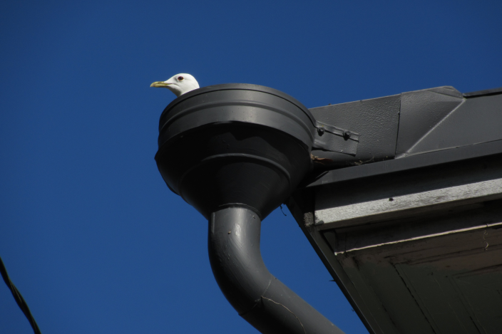 Kalalokki tarkkailee talon rännissä. (Kuva: Emma Kosonen)