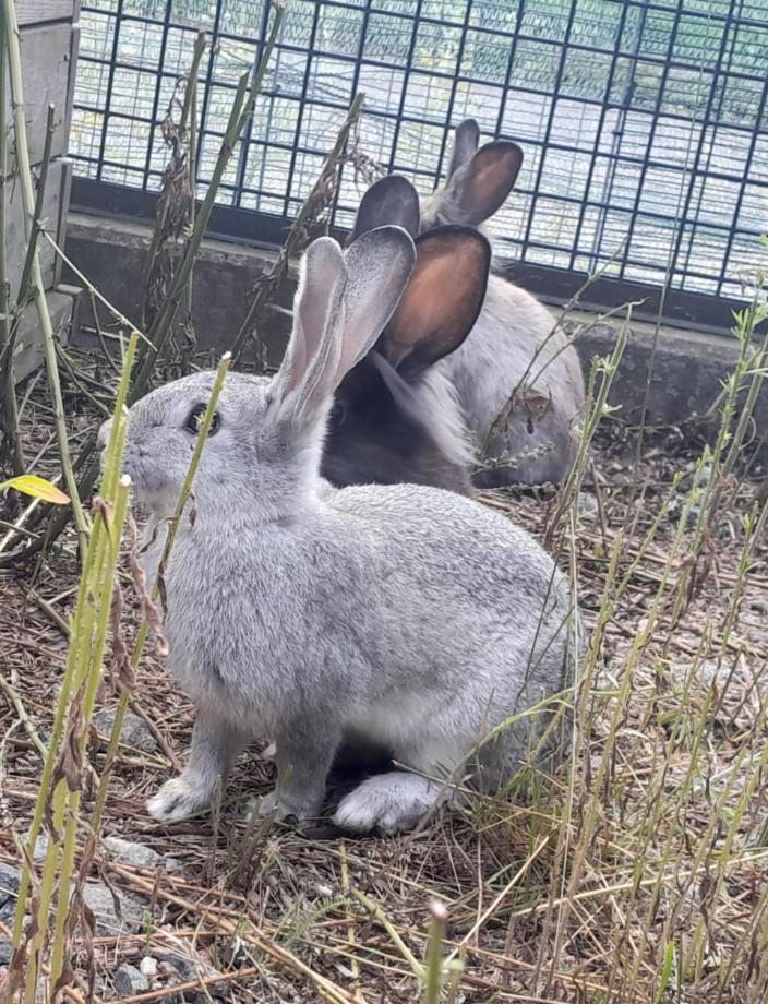 Kani poikineen on otettu talteen luonnosta. (Kuva: Taru Mäkelä)