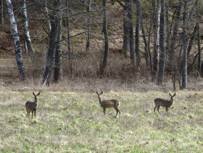 Kolme kaurista seisoo peltoaukealla. Taustalla metsää. (Kuva: Emma Kosonen)