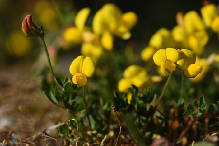 Luontokuva, jossa näkyy keltamaite kasvi. (Kuva: Antti Mäkelä)