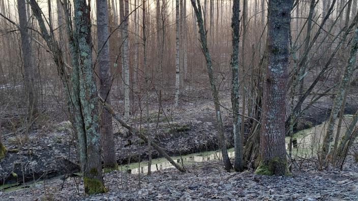 Kuvassa näkyy Skanssin biodiversiteettipuiston kirkasoja, puita ja metsää. (Picture: Krista Mäkelä)