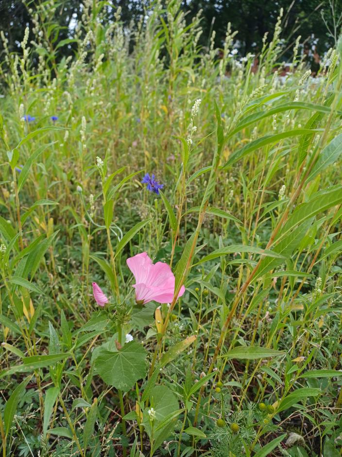 Kukkaniitty rikkakasvien vallassa- (Kuva: Saila Nieminen)