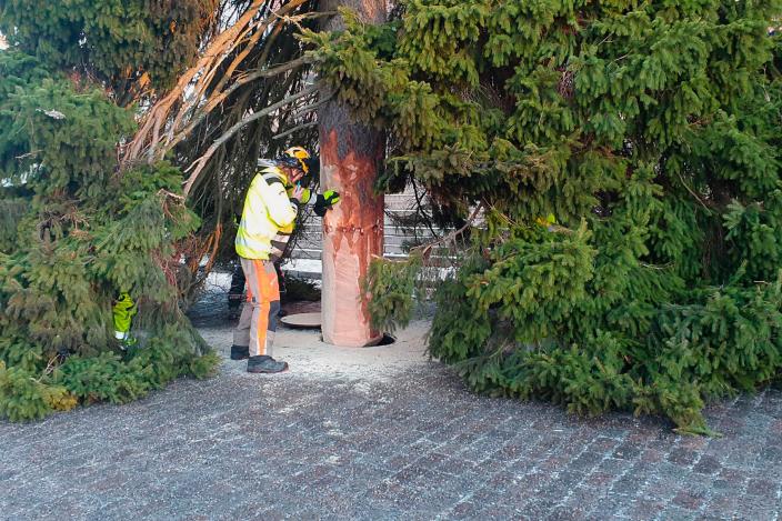 Domkyrkans julgran placeras på sin plats. (Foto: Kalevi Grönlund)