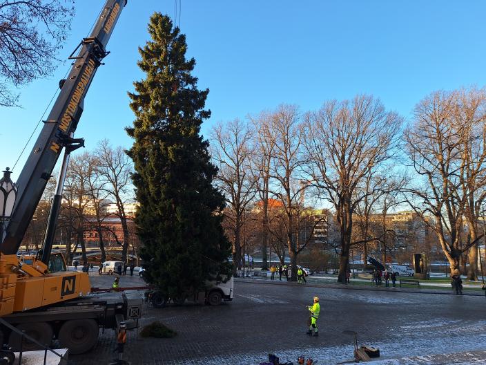22-metrinen kuusi keikkuu nosturin varassa ilmassa Tuomiokirkon portaiden edustalla. (Foto: Eva Maria Lehto)