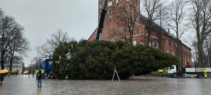 Vanhan kuusen oksilla valkoista lunta. (Kuva: Eva Maria Lehto)
