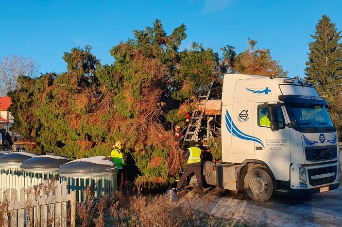 Arbetarna fäster domkyrkans julgran på lastbilens bakdel. (Foto: Kalevi Grönlund)