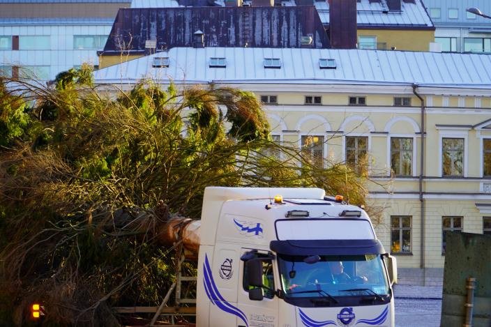 Domkyrkans julgran anländer på lastbilens flak framför Åbo domkyrka. (Foto: vilhelmina vesanen)