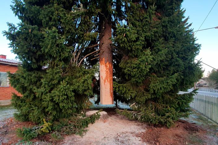 Domkyrkans julgran lyfts upp i luften från byaskolans gård. (Foto: Kalevi Grönlund)