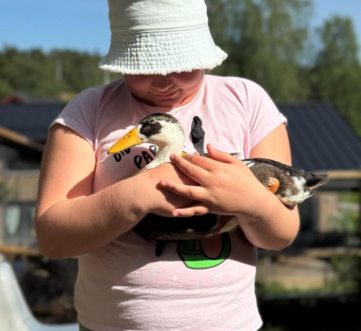 Lapsi pitää kesäpäivänä sylissään sorsaa. (Kuva: Aerial Unlimited ry)